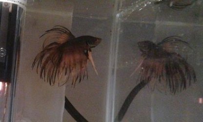 betta.jpg betta.jpg