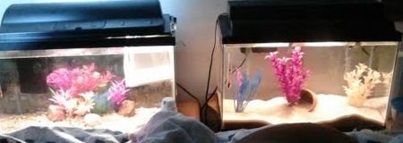 both tanks.jpg both tanks.jpg