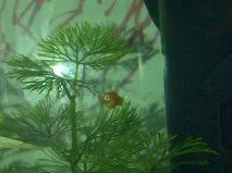 platy1.webp