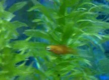 platy2.webp
