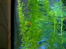 platy3.webp