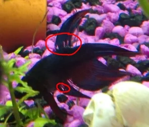 holeyfins2.webp
