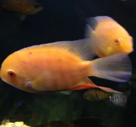 image.webp