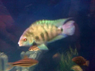 image.webp