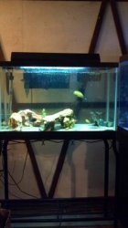 cichlid tank.jpg