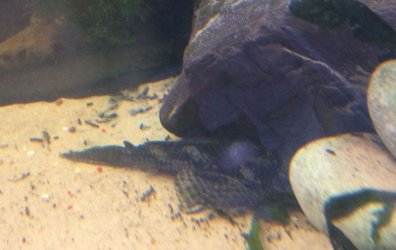 pleco.jpg pleco.jpg