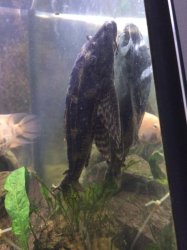 pleco 2.jpg