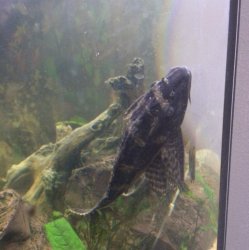 pleco 3.jpg