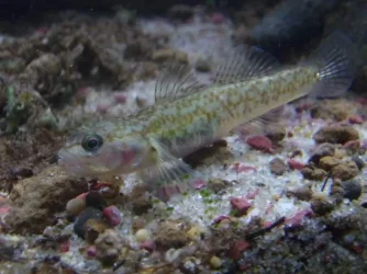 herreds goby.webp herreds goby.webp
