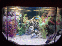 Fish tank 4.gif