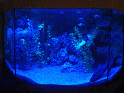 Fish tank 2.gif