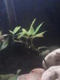 plant1.webp