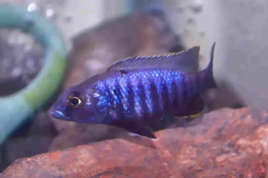 fish#2File-Edit.webp