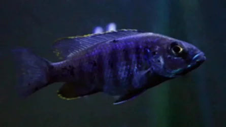 fish#3File-Edit.webp