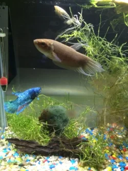 Wildbetta_splenden2.webp