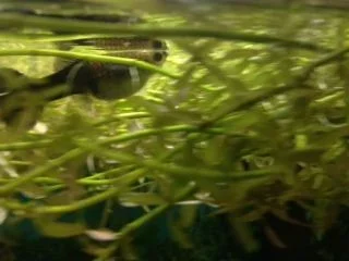 guppy.webp