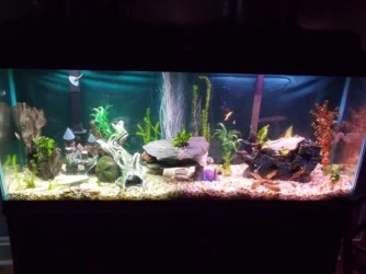 Overall tank.webp