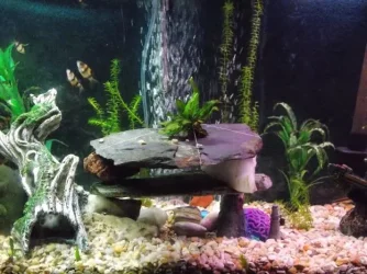 Center of tank.webp