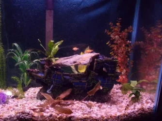Right of tank.webp