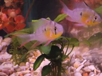 bolivian rams.webp