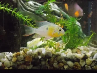 Male ram.webp