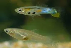 male female guppy.webp