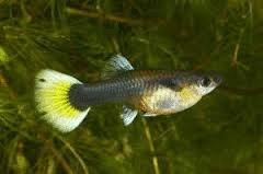 newly preg gup.png newly preg gup.png