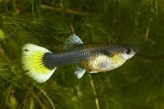 newly preg gup.webp