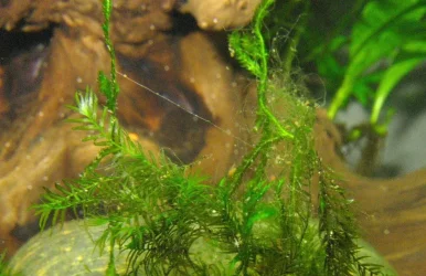 Fissidens.webp