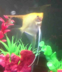 angelfish.webp