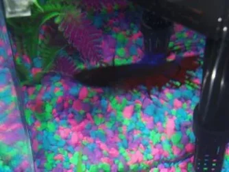 fish 2.webp