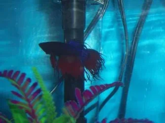 fish 3.webp