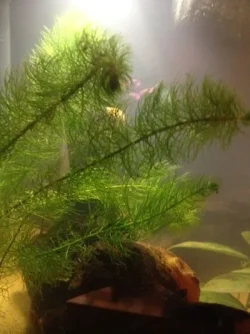 Mystery plant 2.webp