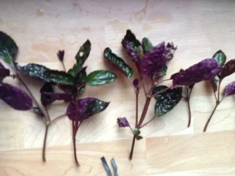Mystery Plant.webp