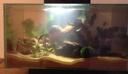 Tank Day 2.webp