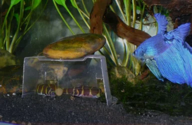 Loaches.webp