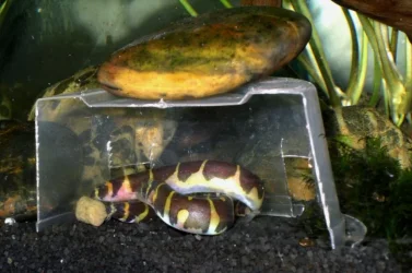 Loaches 2.webp