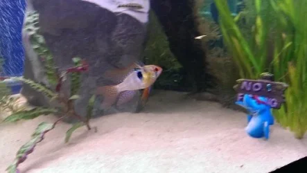 gbr male.webp
