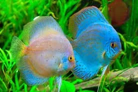 fish.webp