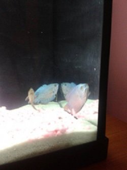fish1.jpg