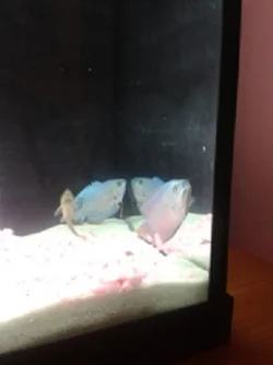 fish1.webp