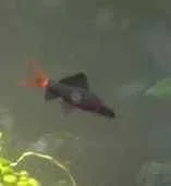 shark1.webp