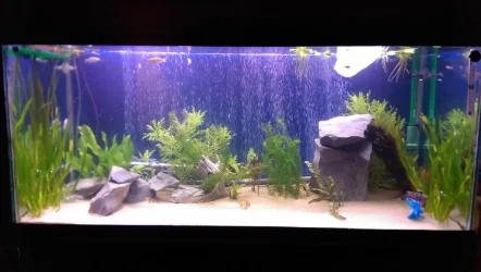 tank new 3.webp