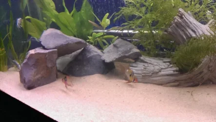 tank new 1.webp