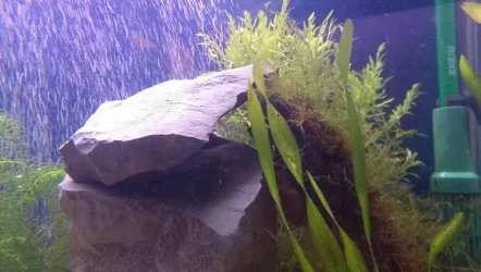 tank new 2.webp