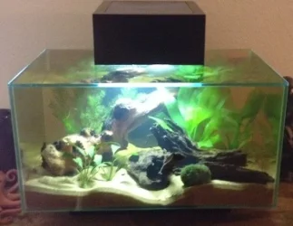 Tank Day 7.webp