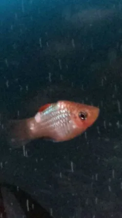 2013-12-21 22.51.35.webp
