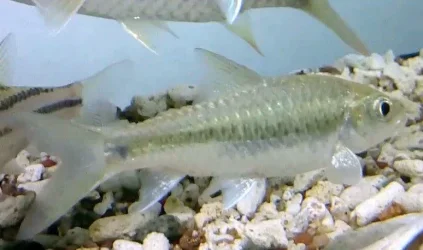golden kelah with gold dust fins.webp