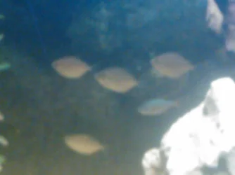 WP_000123.webp
