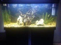 Tank 1.webp